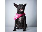 Adopt Elmira a Black - with White American Staffordshire Terrier dog in