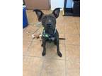 Adopt Batman a Mixed Breed