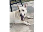 Adopt Nala a White German Shepherd Dog / Carolina Dog dog in Jackson