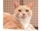 Adopt Barnabas a Orange or Red Domestic Shorthair / Mixed (short coat) cat in