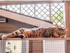 Adopt Theodore a Brown Tabby Bengal / Mixed (short coat) cat in Los Angeles
