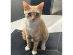 Adopt Bonnie a Orange or Red Domestic Shorthair / Mixed (short coat) cat in Los