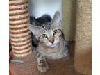 Adopt Fern a Domestic Shorthair / Mixed cat in Oceanside, CA (38852252)