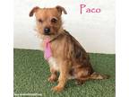 Adopt Paco a Tan/Yellow/Fawn - with White Norfolk Terrier / Mixed dog in San