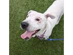 Adopt Ollie Anderson a Pit Bull Terrier