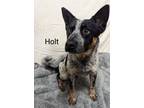 Adopt Holt a Australian Cattle Dog / Blue Heeler, Mixed Breed