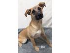 Adopt Bo a Black Mouth Cur