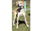 Adopt Tilly 36704 a Tan/Yellow/Fawn Labrador Retriever / Mixed dog in