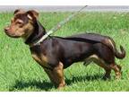 Adopt Stitch 36260 a Brown/Chocolate - with Tan Terrier (Unknown Type
