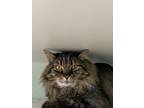 Adopt Callan a Norwegian Forest Cat, Domestic Long Hair