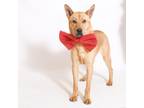 Adopt Dingo a Carolina Dog