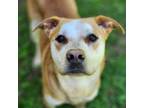 Adopt Nick a Pit Bull Terrier