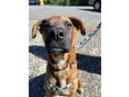 Adopt Chek -You have to see this boy! a Red/Golden/Orange/Chestnut Boxer / Mixed