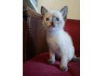 Adopt Harvey a White (Mostly) Domestic Shorthair / Mixed (short coat) cat in