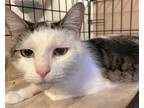 Adopt Chloe a White (Mostly) Domestic Shorthair / Mixed (short coat) cat in