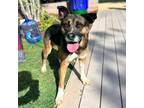 Adopt Sisu a Brown/Chocolate German Shepherd Dog / Mixed dog in El Paso