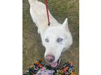 Adopt Arctic a White Husky / Mixed dog in Park Falls, WI (38789758)