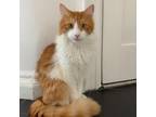 Adopt Casanova a Orange or Red Domestic Longhair / Mixed cat in New York