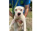 Adopt Dj a American Staffordshire Terrier