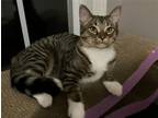 Adopt Battle a Brown Tabby Domestic Shorthair / Mixed cat in Wilmington