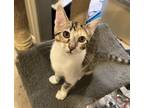 Adopt Rainbow a Calico or Dilute Calico Domestic Shorthair / Mixed (short coat)