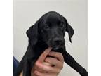Adopt Christe a Mixed Breed (Medium) / Mixed dog in Rancho Santa Fe