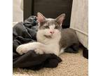 Adopt Tom a Gray or Blue (Mostly) Domestic Shorthair / Mixed cat in Youngsville