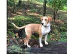 Adopt Brent Cobb Dixon a Hound (Unknown Type) / Great Dane / Mixed dog in