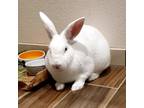 Adopt Peter a American / Mixed rabbit in Carson City, NV (38871881)