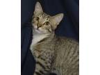 Adopt Sweet Coconut Louise a Brown Tabby Domestic Shorthair (short coat) cat in