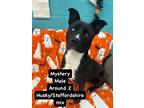 Adopt Mystery a American Staffordshire Terrier / Mixed dog in Burnsville