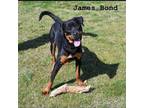 Adopt James Bond a Black - with Tan, Yellow or Fawn Rottweiler / Mixed dog in