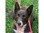 Adopt Reba a Brown/Chocolate - with White Border Collie / Mixed dog in Locust
