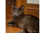 Adopt Cloudy a Gray or Blue Domestic Shorthair / Mixed cat in Rochester