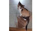 Adopt Constance a Calico or Dilute Calico Domestic Shorthair / Mixed cat in