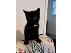 Adopt Teller a Black & White or Tuxedo Domestic Shorthair / Mixed cat in