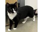 Adopt Ranger a Domestic Short Hair