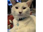 Adopt George a White (Mostly) Domestic Shorthair / Mixed (short coat) cat in