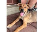 Adopt FRUIT LITTER: MANGO a Shepherd (Unknown Type) / Mixed dog in Rockville
