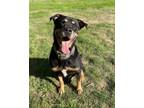 Adopt MoJo a Rottweiler, Shar-Pei