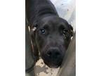 Adopt DeWayne a Labrador Retriever, Terrier