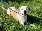 Adopt Charlie a Yellow Labrador Retriever, American Bully