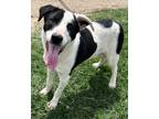 Adopt Orville a Border Collie, American Bully