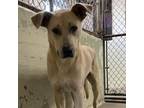 Adopt Jude a Mountain Cur