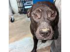 Adopt Pepe Le Pew a Pit Bull Terrier
