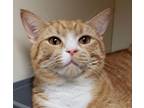 Adopt Ginger a Domestic Short Hair