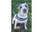 Adopt Tyson a Pit Bull Terrier, Mixed Breed
