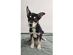 Adopt Agave a Husky, Mixed Breed