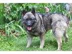 Adopt GAIL a Gray/Blue/Silver/Salt & Pepper Norwegian Elkhound / Mixed dog in