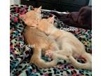 Adopt KITTENS CRICKET AND CHICKEN a Orange or Red (Mostly) Domestic Shorthair /
